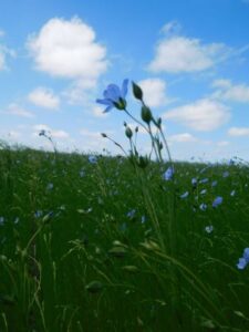 Bloeiende vlasbloemen